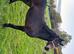 Pretty yearling filly