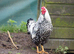 Silver laced Wyandotte bantam cockerel
