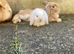 Snowy White Baby Mini Lops