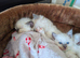 Beautiful Ragdoll Kittens