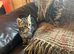 2 tabby kittens looking for their forever homes
