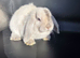Pure mini lop bunnies