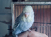 Semi-tame pretty baby budgie