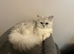Beautiful chinchilla Persian