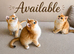 Tica registered ny12 British Shorthair Boys