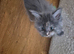 Maine coon kittens available