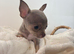 Xs teacup chihuaha female