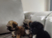 4girls looking for a loveing home