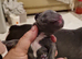 French bulldog boy
