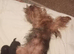 Beautiful 2 boys Yorkshire terrier