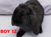 Cute French x Mini Lop Ready to Go!!!