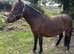 3 year old mare