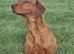Dark fox red labradooles