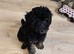 Toy Poodles ***Ready now 1 BOY LEFT***