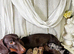 STUNNING KC REGISTERED MINI DACHSHUNDS PRA CLEAR