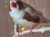 Zebra Finches