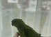 beautiful baby Green Indian Ringnecks Handreared