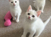 Turkish Angora X