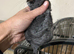Baby Male Chinchilla