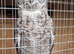 2 african eagle spotted owls