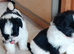 Black and white baby poms