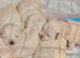for sale maltese puppies
