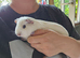 Baby girl guinea pigs