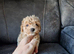 Gorgeous tiny maltipoo puppies