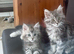 Excel Maine Coon kitten for sale