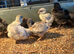 Pekins cream legbar and silver French copper maran