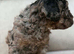 F1B Toy Cockapoo 3 left