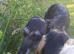 Broken coated 2 year old lurcher girl