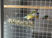 Young and adult finches