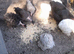 Bantam chickens