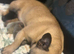 French bull dog boys