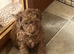 F2 cockapoo puppies 1 red boy READY TO GO ON FRIDAY