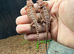 Baby Red Monster Bearded Dragons