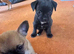 1 chihuahua Pup for sale - Girl