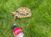 Male blonde leopard tortoise 6 year