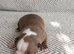 Gorgeous KC reg Boston terrier pups
