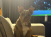 6 month English bulldog