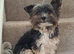 Purebred Pedigee Biewer Terrier Proven Stud