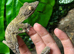 Henkels Leaf Tailed Gecko at Birmingham Reptiles
