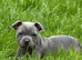 Staffy pups for sale. Excellent pedigree, KC registered