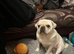3 year old pug bitch