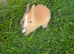 We have lots of rabbits, there are 45 days olds and there are 70 days olds and there are 90 old
