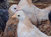 8/10 week old serama chicks available