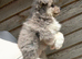 Outstanding chowskies needing for ever homes