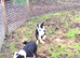 Border collies