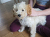 Cockapoo